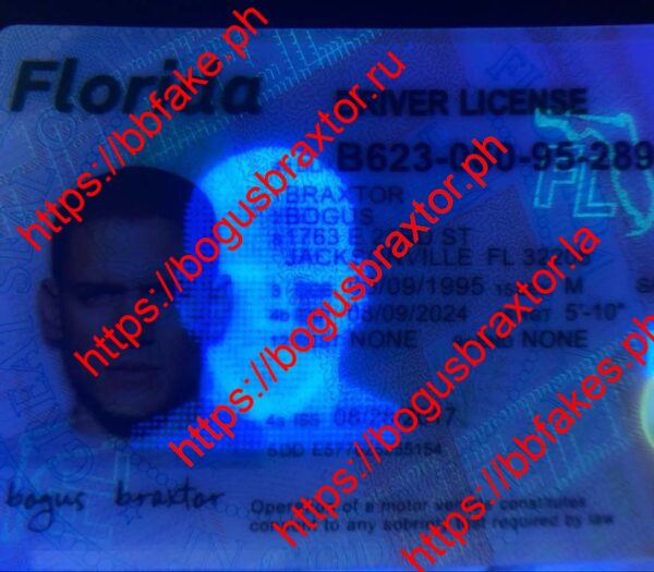 Florida(New FL O21 V1) - Image 2